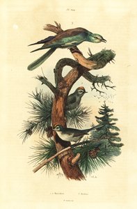 Goldcrests, Regulus regulus ve Avrupa silindiri, Coracias garrulus by Unbekannt