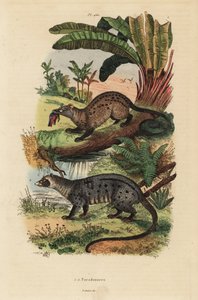 Altın palmiye misk kedisi, Paradoxurus zeylonensis 1 ve Asya palmiye misk kedisi, Paradoxurus hermaphroditus 2 by Unbekannt