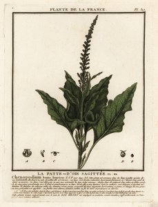 İyi Kral-Henry, Chenopodium bonus-henricus. by Unbekannter Künstler