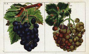 Üzüm çeşitleri, Vitis vinifera. by Unbekannter Künstler