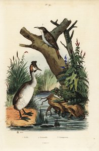 Büyük tepeli batağan, Podiceps cristatus 1, yeşil kurbağa, Pelophylax esculentus 2 ve Avrasya ağaç sarmaşığı, Certhia aşinalık 3 by Unbekannt