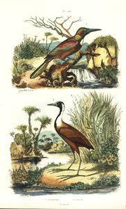 Büyük jacamar, Jacamerops aureus ve kuzey jacana, Jacana spinosa by Unbekannt