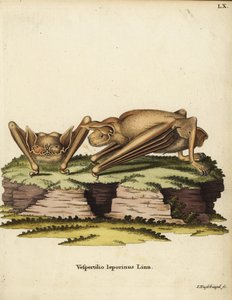  by Unbekannter Künstler