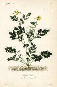 Büyük kırlangıçotu, Chelidonium majus, Chelidoine komün by Unbekannt