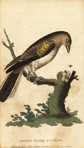 Daha büyük bal kılavuzu, Gösterge göstergesi. ,1800 (gravür) by Unbekannter Künstler