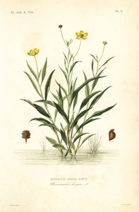 Büyük mızrak otu, Ranunculus lingua, Renoncule grande-douve by Unbekannt