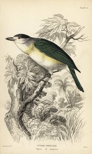 Yeşil sırtlı sakarmeke, Pachyramphus viridis (Cuvier