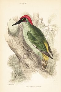 Yeşil ağaçkakan., Picus viridis, bir ağaca tünemiş.1889 (gravür) by Unbekannter Künstler