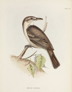 Gri karınlı örümcekkuşu tiran, c 1832-1836 by Unbekannt
