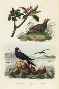 Gri kanatlı francolin, Scleroptila afra 2, büyük frigatebird, Fregata minör 3 ve kırmızı frangipani, Plumeria rubra 1 by Unbekannt