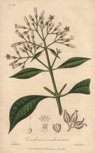 Gri Quinquina (Cinchona officinalis) - William Clarke tarafından John Stephenson ve James Morss Churchill