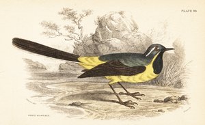 Gri kuyruksallayan, Motacilla cinerea. 1889 (gravür) by Unbekannter Künstler
