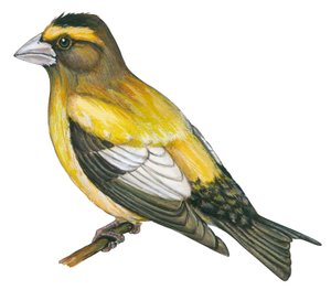 Gros bec errant - Akşam gagası (Coccothraustes vespertines) by Unbekannter Künstler
