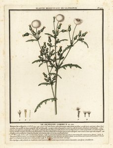 Yerfıstığı, Senecio vulgaris. by Unbekannter Künstler