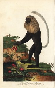  by Unbekannter Künstler