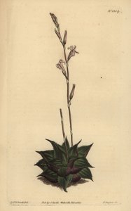 Haworthia mirabilis (Kaba yapraklı yastık aloe, Aloe mirabilis) by Unbekannt