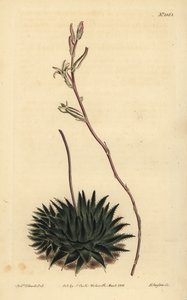 Haworthia pumila veya Tulista pumila (Koyu yapraklı örümcek aloe, Aloe arachnoides pumila) by Unbekannt