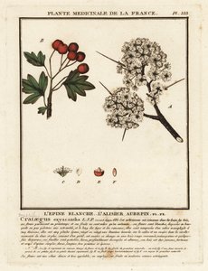 Alıç, Crataegus rhipidophylla by Unbekannter Künstler