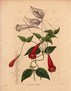 Kalp yaprağı manettie (Manettia cordifolia). Oval ve parlak yeşil yaprakları ve bol kırmızı boru şeklindeki çiçekleri olan tırmanıcı bir bitkidir. Augusta Innes Withers#39;in (1793-1877) illüstrasyonu, The Botanist#39;te, Benjamin Maund#39;un beş ciltlik s by Unbekannter Künstler
