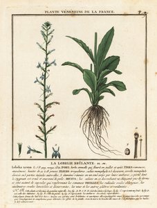 Heath, Lobelia, Lobelia urens. by Unbekannter Künstler
