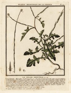 Çit hardalı, Sisymbrium officinale. by Unbekannter Künstler