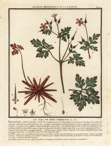 Herb-Robert, Sardunya robertianum. by Unbekannter Künstler