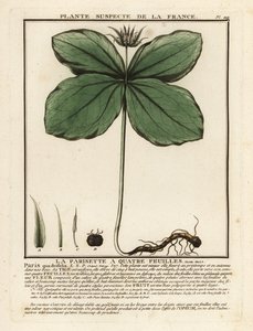 Herb-paris, Paris quadrifolia. by Unbekannter Künstler