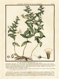 Lütuf otu, Gratiola officinalis. by Unbekannter Künstler