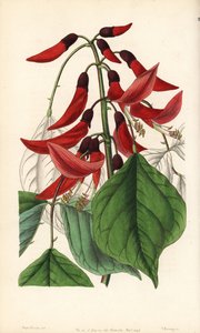 Otsu veya Carolina erythrine - Bay Bidwell