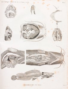 Heterobranches, anatomik detaylar by Unbekannt