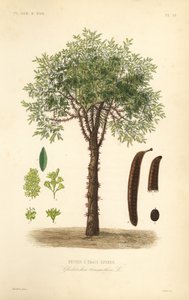 Bal akasyası veya dikenli akasya ağacı, Gleditsia triacanthos, Gleditsia triacanthos, Fevrier a trois epines by Unbekannt
