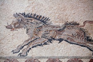 Av sahnesi: Bir yaban domuzu - Baf mozaikleri, Dionysos Evi - MS 2. Yüzyılın Sonu - Kıbrıs - Avlanma sahnesi: Hareket halindeki domuz - Baf Mozaikleri, Dionysos Evi - MS 2. yüzyılın sonu - UNESCO Sitesi, Kıbrıs by William M. Timlin