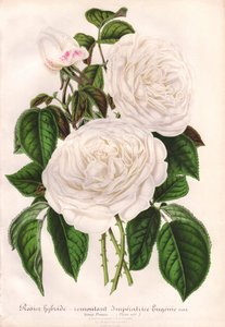  by Unbekannter Künstler