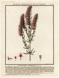 Çördük, Çördük officinalis by Unbekannter Künstler