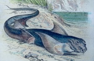 Kimera (Hydrolagus colliei) çizimi by Unbekannter Künstler