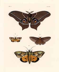 Imbrasia epimethea (Saturnia epimethea) 1, pembe çizgili meşe kurdu güvesi, Anisota virginiensis (Dryocampa virginiensis) 2, Crameria aegocera (Aegocera amabilis) 3 ve Eudocima materna (Triphaena materna) 4. John O. Westwood