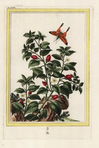 Hindistan Biberi. Biber, Capsicum annuum. Pierre Joseph Buchoz