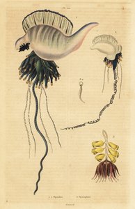 Hint-Pasifik Portekizli savaş adamı, Physalia utriculus 1, Azor savaş adamı, Physalia physalis 2 ve Siphonophora zoophyte, Physsophora disticha 3. Physalies, Physsophore by Unbekannt