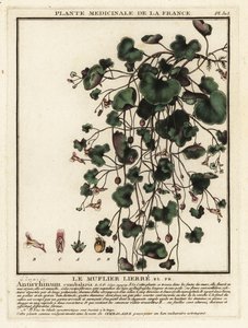 Sarmaşık yapraklı kurbağa keteni, Cymbalaria muralis. by Unbekannter Künstler