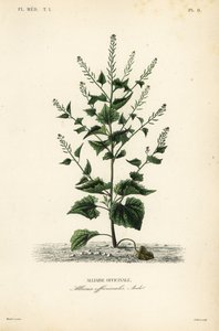 Yabani ot veya sarımsaklı hardal, Alliaria petiolata, Alliaria officinalis, Alliaire officinale by Unbekannt
