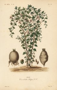 Jalap asma, Ipomoea jalapa, Convolvulus jalapa, Jalap by Unbekannt