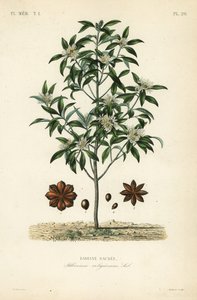 Japon yıldız anason, anason ağacı veya kutsal anason ağacı, Illicium anisatum, Illicium religiosum, Badiane sacree by Unbekannt