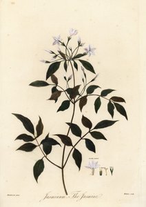 Yasemin, Jasminum officinale. 1805 (gravür) by Unbekannter Künstler