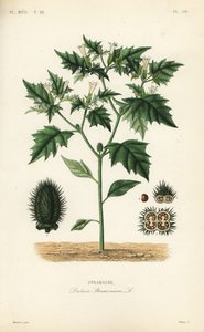 Jimsonweed veya şeytanın tuzağı, Datura stramonium, Stramoine by Unbekannt