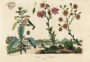 Josephine bitkisi, Josephinia imperatricis 1 ve stonecrops, Crassula türleri 2,3 by Unbekannt