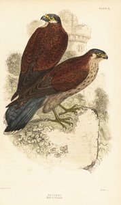Kerkenez, erkek ve dişi, Falco tinnunculus, bir harabenin önünde1889 (gravür) by Unbekannter Künstler