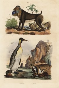 Kral penguen, Aptenodytes patagonicus 1 ve mandrill, Mandrillus sfenks, savunmasız, 2 by Unbekannt