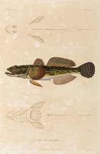 Düğüm kayabalığı, Karadeniz by Unbekannt