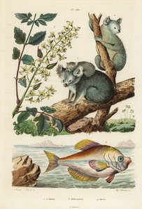 Koala, Phascolarctos cinereus 1,2, vernik ağacı, Koelreuteria paniculata 3 ve Hint kambur başı, Kurtus indicus 4. Koala, kolreuterie, kurte by Unbekannt