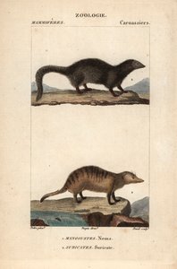 La mangouste et le suricate - Eau forte Jean Gabriel Pretre (1780-1845), Carnonkel tarafından doğa bilimleri sözlüğü için gravürlenmiştir: memeliler Frederic Cuvier, Pierre Jean Francois Turpin (1775-1840) tarafından düzenlenmiştir, F.G.Levrault tarafından by Unbekannter Künstler